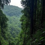 Mata densa em Biguaçu, Santa Catarina, onde corpos de jovens mineiros foram encontrados, com vegetação típica da região.