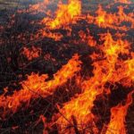 Incêndio em vegetação de cerrado danificando oito veículos no Distrito Federal, Brasil.