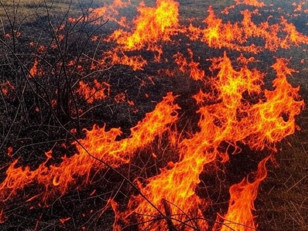Incêndio em vegetação de cerrado danificando oito veículos no Distrito Federal, Brasil.
