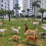 Condomínio residencial em Brasília com animais vagando em áreas comuns, ilustrando lei de proteção animal e possíveis conflitos.