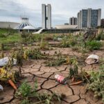 Horta urbana em declínio em Brasília, com plantas secas e edifícios modernos ao fundo, ilustrando crise na agricultura no DF.